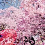 Essência Concentrada Flor de Cerejeira Sakura 100 g