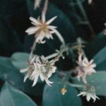 Essência Concentrada Daslu Vanilla - Oleosa (Base Dietilfitalato) Para Velas - 10Gr