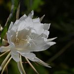 Essência Concentrada Dama da Noite - 100Gr