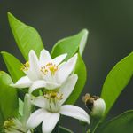 Essência Concentrada Flor de Laranjeira - 100Gr