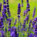 Essência Concentrada Lavanda - 100Gr
