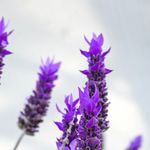Essência Cold Lavanda 90 g