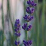 Essência Oleosa Para Vela Lavanda 10 g