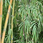 Essência Cold Processo a Frio Bamboo (Base Miristato de Isopropila) 10g