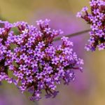 Essência Concentrada Verbena - Oleosa (Base Dietilfitalato) Para Velas - 100Gr