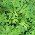Essência Cold Arruda (Base Miristato de Isopropila Vela ) 90 g