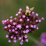 Essência Cold Verbena  (Base Miristato de Isopropila Vela ) 90 g