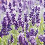 Essência Cold Lavanda TB 90 g
