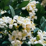 Essência Concentrada Jasmim Floral - Oleosa (Base Dietilfitalato) Para Velas - 100Gr