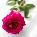 Essência Oleosa para Velas Rosa Absoluta (Base Dietilfitalato) Para Velas 100 g