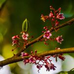 Essência Concentrada Flor de Carambola (Inspiração Loccitane) - 100Gr