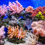Essência Concentrada Coral 100 g