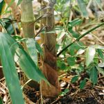 Essência Concentrada Concentrada Broto de Bambu - 100Gr
