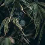 Essência Concentrada Folhas de Bamboo 100 g