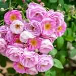 Essência Concentrada Rosa Gallica 100 g