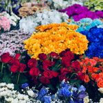 Essência Concentrada Flowers 100 g
