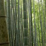 Essência Concentrada Bamboo - 100Gr