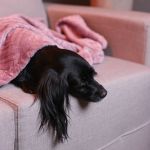 Cobertor Edredom Pet Quentinho para cães tamanho G