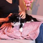 Cobertor Edredom Pet Quentinho para cães tamanho G