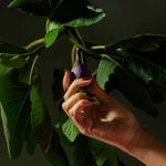 Vela Copo Vidro Classico 60H Forbidden Fig Voluspa 