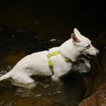 Peitoral para Cachorros H Neopro Matcha ZeeDog P