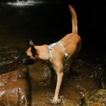 Peitoral para Cachorros H Neopro Cloudy ZeeDog P