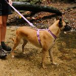 Peitoral para Cachorros H Neopro Ultra Violet ZeeDog P