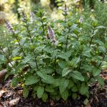 Óleo Essencial Menta Piperita - 10ml