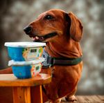 Comida Úmida Para Cães Receitas Caseiras Cordeiro Batata Hortelã 500g Adimax