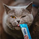 Petisco Churu Atum Para Gatos Inaba Cremoso E Nutritivo 4 Tubos