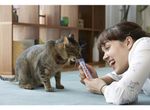 Petisco Churu Atum Para Gatos Inaba Cremoso E Nutritivo 4 Tubos