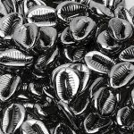 APLIQUE DE CONCHA BUZIOS 18MM 10G