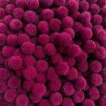 POMPOM 1CM COM 40 UNIDADES ROMA AVIAMENTOS