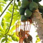 COLHEDOR DE FRUTAS TRAPP FT-20750 