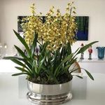 Centro de Mesa Silhouette Prata - 33cm - St. James