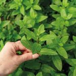 Suco Verde - Detox da Floresta 120g