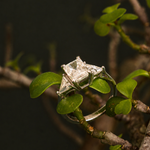 Anel Celeste Moissanite 