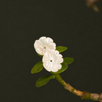 Base Flor de Madrepérola Curvada 1 CM