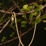 Pulseira Pipoca 17 cm
