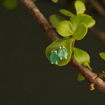 Brinco Drop Esmeralda 4x7 mm
