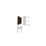 Passador Trabalhado Ouro Velho 12 mm