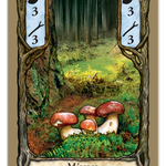 Fungi