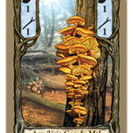 Fungi