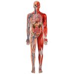 Quebra-Cabeça Puzzle Play Gigante 100 Peças - Corpo Humano