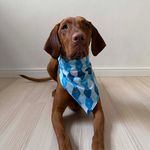 Bandana Pet Batlló
