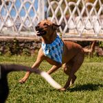 Bandana Pet Batlló