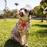 Bandana Pet Flora 