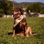 Bandana Pet Kira