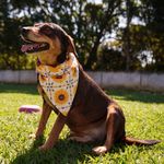 Bandana Pet Kira
