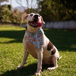 Bandana Pet Vicens